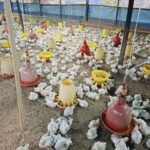 Pondok Pesantren Tazkia Paser Kembangkan Usaha Ayam Broiler untuk Mendukung Kemandirian Pesantren