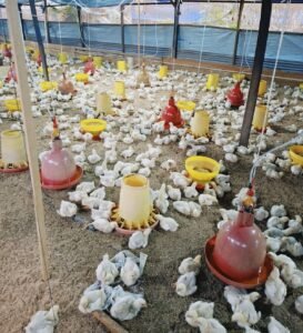 Pondok Pesantren Tazkia Paser Kembangkan Usaha Ayam Broiler untuk Mendukung Kemandirian Pesantren
