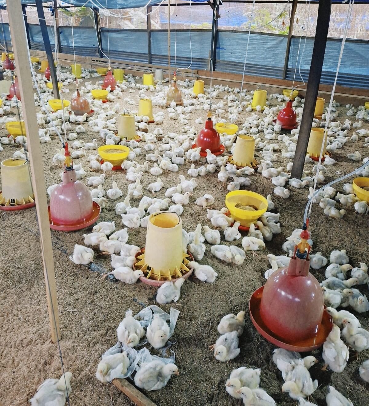 Pondok Pesantren Tazkia Paser Kembangkan Usaha Ayam Broiler untuk Mendukung Kemandirian Pesantren