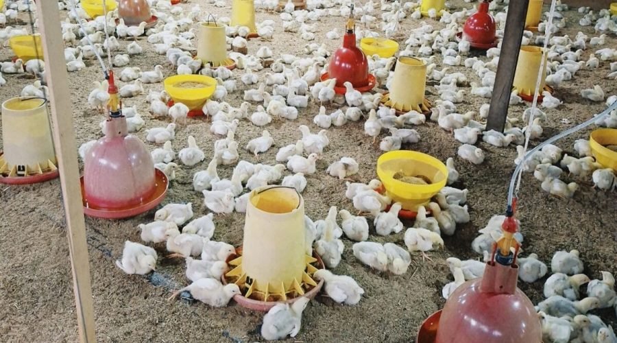 Pondok Pesantren Tazkia Paser Kembangkan Usaha Ayam Broiler untuk Mendukung Kemandirian Pesantren